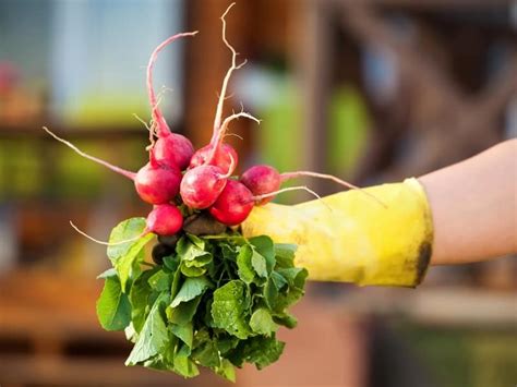 When to Harvest Radishes - Planting Guide 2022 - Northern Nester