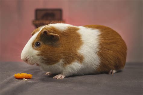 Guinea Pig Fact Sheet Cswd