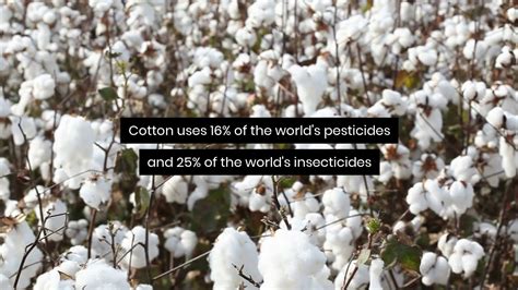 Why Is Organic Cotton Important Youtube