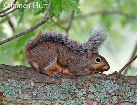 Tennessee Watchable Wildlife Eastern Fox Squirrel Hunted