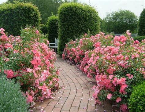 Easy Ways To Landscape Flower Carpet Roses Anthony Tesselaar Plants