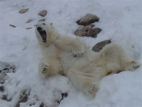 Scary Teddy Luckily This Ice Bear Lives At Ranua Zoo Bear Polar