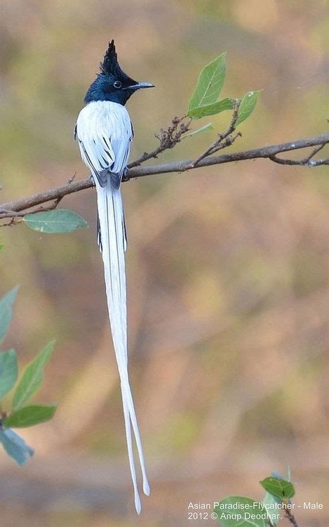 The Asian Paradise Flycatcher Terpsiphone Paradisi Is A