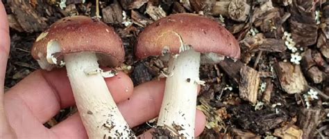 The Ultimate Guide To Wine Cap Mushrooms Grocycle