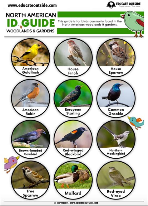 North American Birds Id Guide Educate Outside