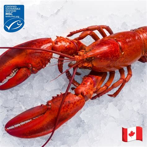 Canadian Whole Cooked Lobster Ifish