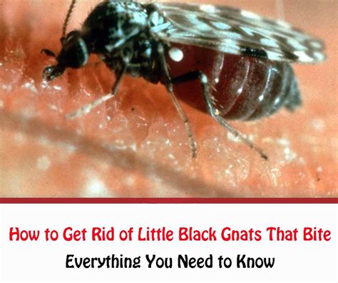 How To Get Rid Of Little Black Ants F