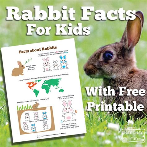 Rabbit Facts For Kids Itsy Bitsy Fun