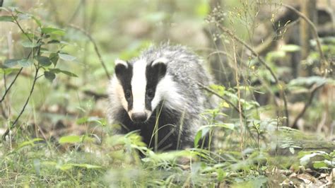 Uneasy Lull In Badger Cull Battle Bbc News