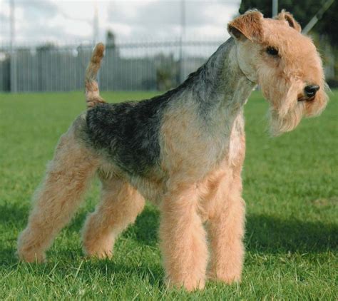 Find lakeland terriers for sale on oodle classifieds. Lakeland Terrier Info, Temperament, Training, Puppies ...