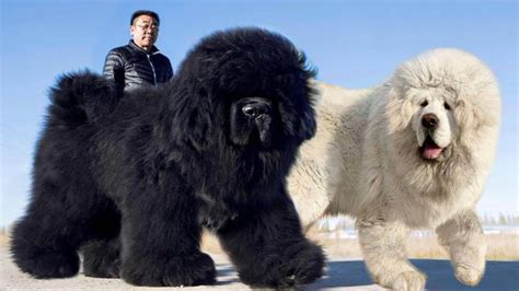 What Is The Biggest And Fluffiest Dog Breed
