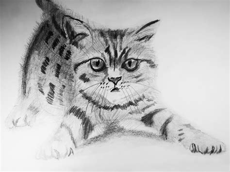 Gato Para Dibujar Realista El Gatos