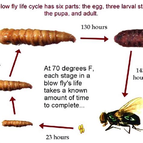 Life Cycle Of A Blowfly Source Cleveland Museum Of Natural History Download Scientific