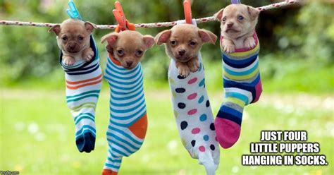 Just Four Little Puppers Hanging In Socks Imgflip