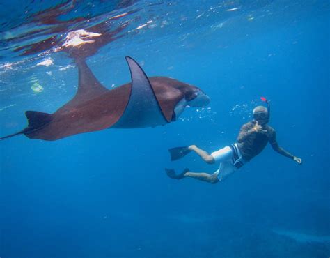 Lembongan Snorkeling Trips Nusa Lembongan All You Need To Know