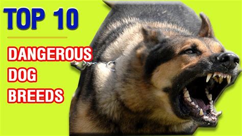 Top 10 Most Dangerous Dog Breeds Top Animals Collection