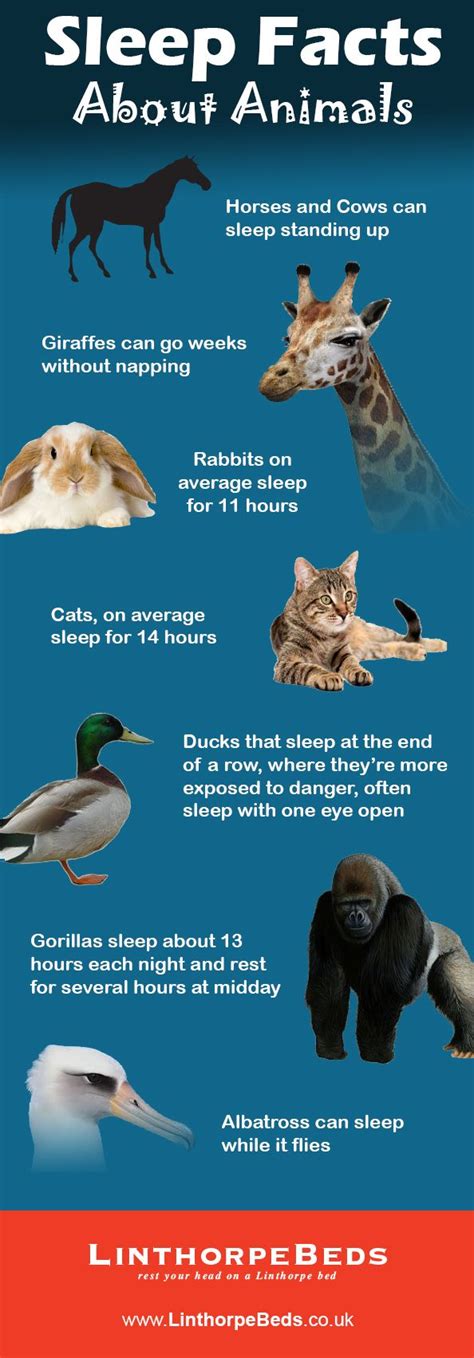 Click about to get started! 17 best Weird And Fun Animal Facts for Kids images on Pinterest | Fun facts, Funny facts and ...