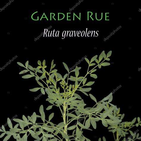 How To Grow The Herb Rue Info Article Guide Sunblest Products