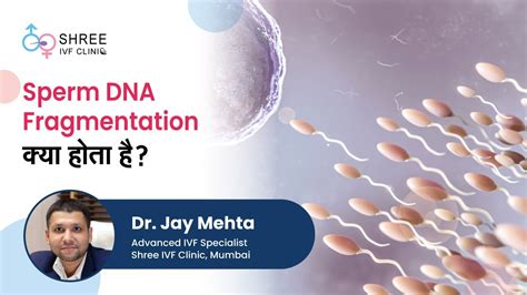 Sperm Dna Fragmentation क्या होता है Dr Jay Mehta Advanced Ivf Specialist Shree Ivf