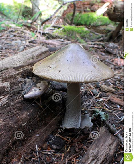 Western Grisette Amanita Pachycolea Stock Photo Image Of Outdoors