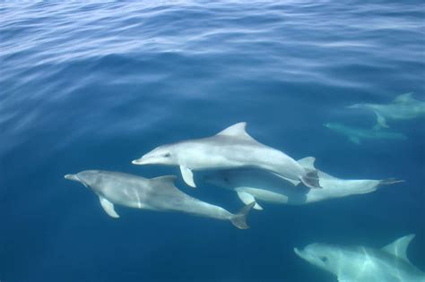How Intelligent Are Whales And Dolphins Whale And Dolphin Conservation Usa
