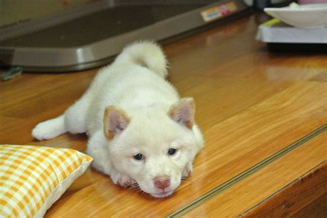 White Shiba Inu Puppies For Sale Puppy Photos Puppies White Shiba