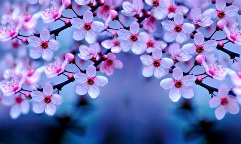 Cherry Blossom 4k Hd Flowers 4k Wallpapers Images Backgrounds