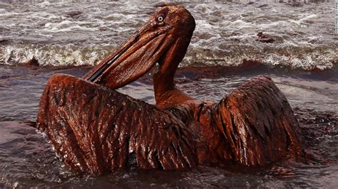 How Oil Spills Harm Birds Dolphins Sea Lions And Other Wildlife Cnn