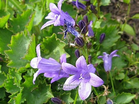 'resholt variety' (klokje) verlangt een plekje in de halfschaduw, tevens is het te gebruiken als bodembedekker. Campanula portenschlagiana " Resholt Variety " - zvonek ...