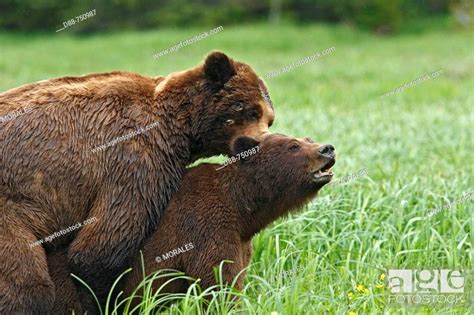 Grizzly Bear Mating In The Khuzemateen Grizzly Bear Sanctuary British