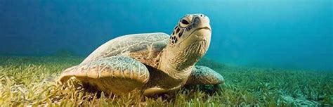 Sea Turtles Habitat And Distribution Animal Facts And