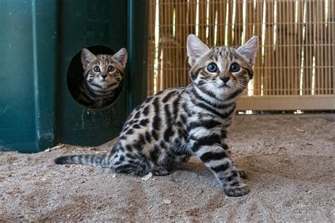 Black Footed Cat Kittens Growing Fast At The San Diego Zoo Safari Park