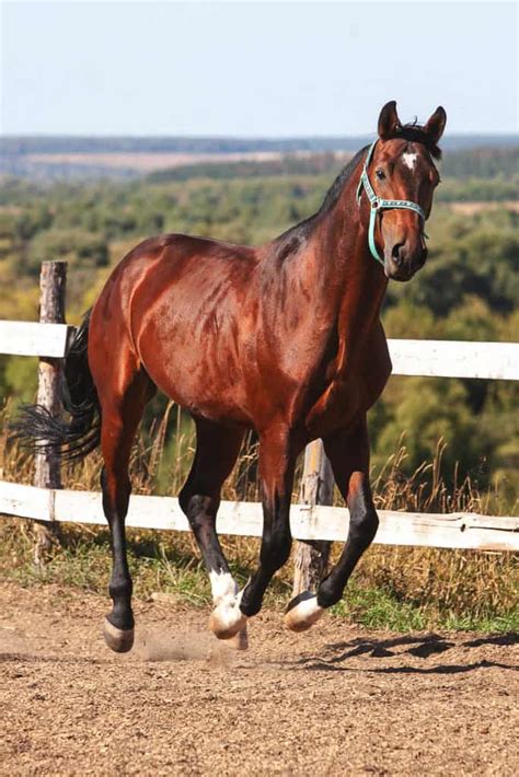 10 Most Expensive Horse Breeds In The World