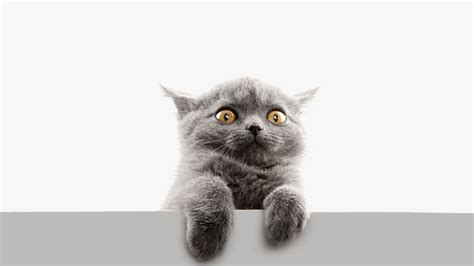 Desktop Wallpaper Scared Face Cat Animal Hd Image Picture
