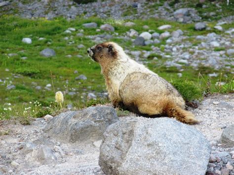 Hoary marmot (Marmota caligata) | Marmota caligata Hoary ...