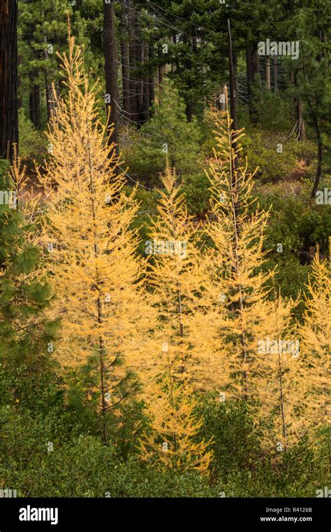 Western Larch Trees In Autumn Color Larix Occidentalis Oregon