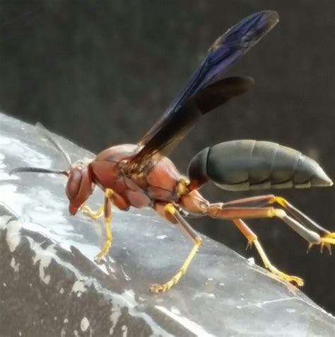 Pin By Ronnie Daniel On Polistes Metricus Paper Wasp Wasp Fighter