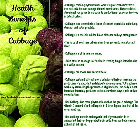 Health Benefits Of Cabbage