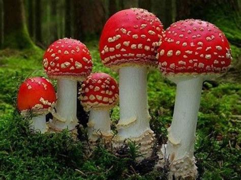 Help Fund Milwaukee Film With Fantastic Fungi Onmilwaukee