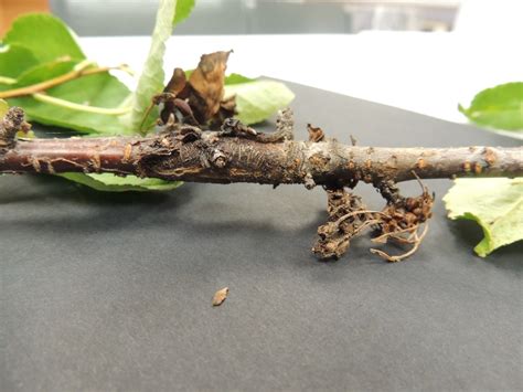 Cherry Tree Disease Plantdoc