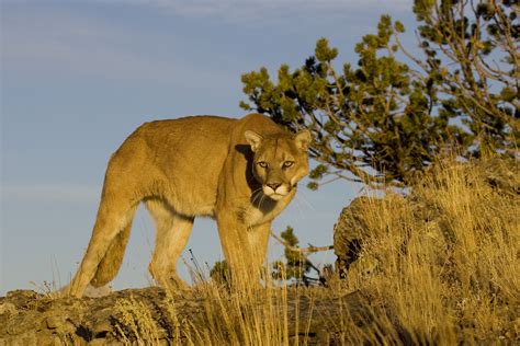 Living With Mountain Lions Nevada Wildlife