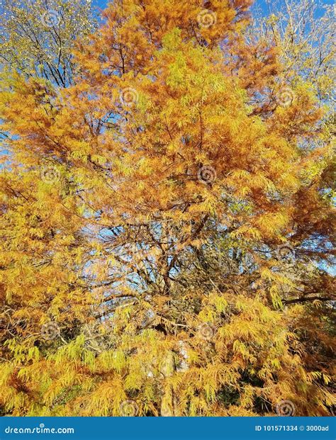 Autumn With A Yellow Pine Tree Stock Photo Image Of Golden October