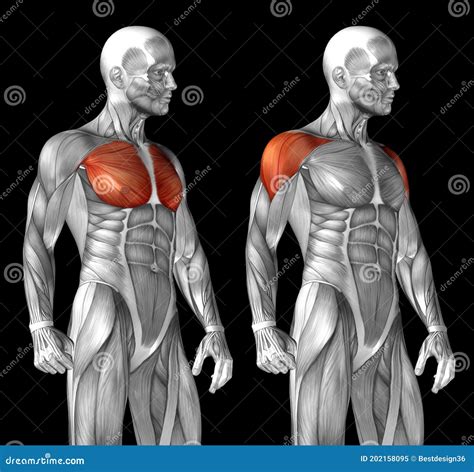 Anatomy Of Chest Muscles Anatomy Of Chest Muscles The External
