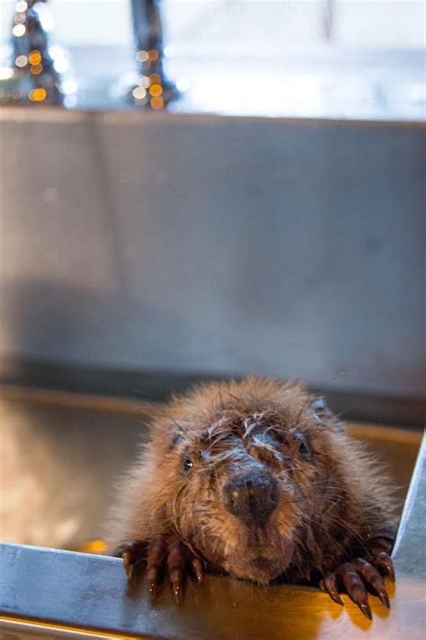An Orphaned Baby Beaver In A Sink Baby Beaver Beaver Cute Animals