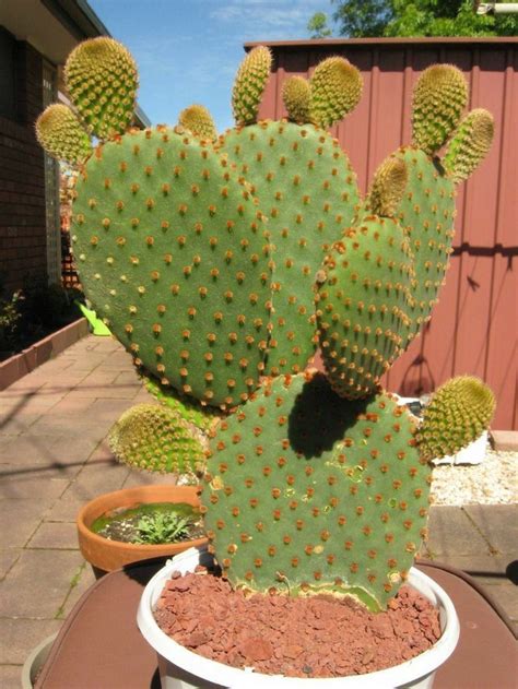 A guide to identification and correct classification. Pin by Karen Tyler on Cactus | Cactus plants, Cactus ...
