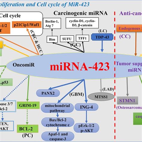 Schematic View Of Different Cancer Roles Of Mir In Chemotherapy