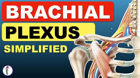 Brachial Plexus Anatomy Simplified Brachial Plexus Made Easy