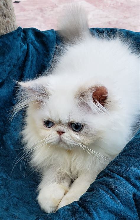 Himalayan Persian Cats Have The Characteristic Blue Eyes But Come In A