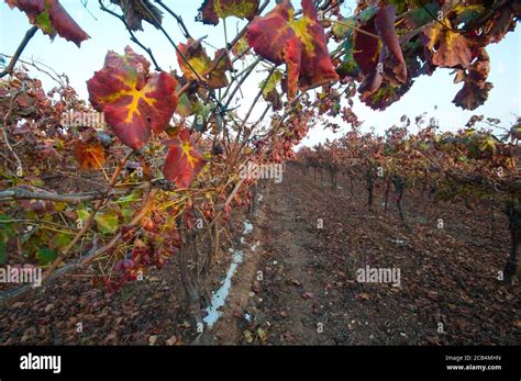 Leaves In Fall Colors Hi Res Stock Photography And Images Alamy