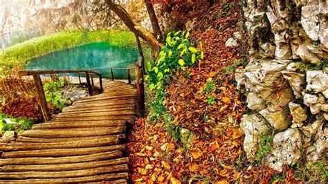 Wood Dock Leading To Pond Surrounded By Green Plants Dry Leaves Hd